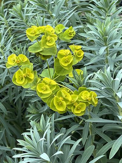 Euphorbia &lsquo;Blue Haze&rsquo;
